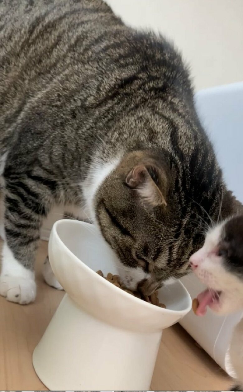 ふうちゃんにご飯を横取りされている