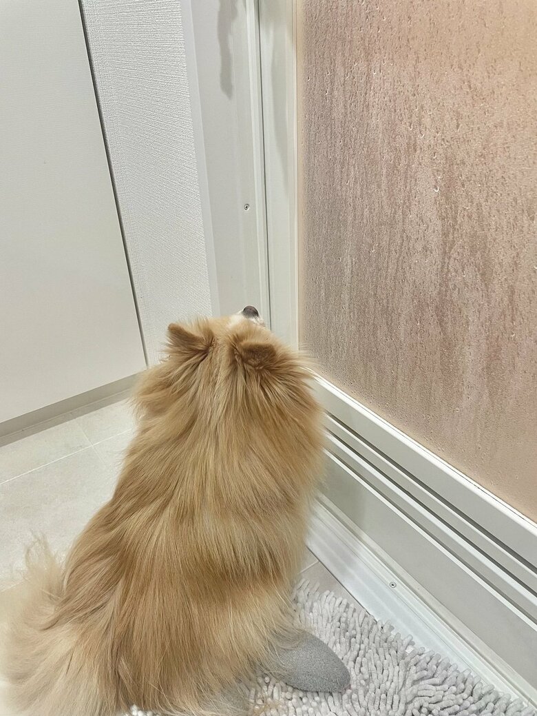 濡れるのが嫌いなので、時々入浴中の人間を心配しにいく