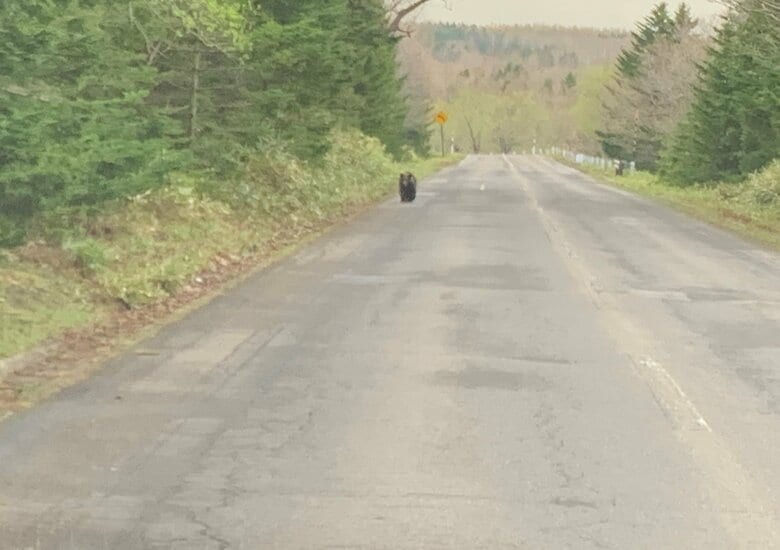親子のクマと遭遇したが、観光ガイドは遠くに車を停めた