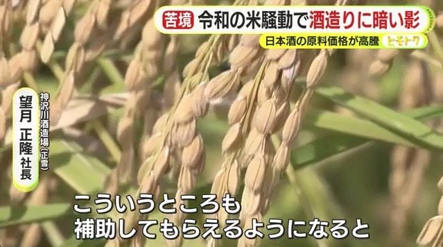 収穫前のコメ（資料）