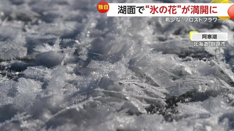 湖面に咲き乱れる“氷の花”「フロストフラワー」（4日、北海道・釧路市の阿寒湖）