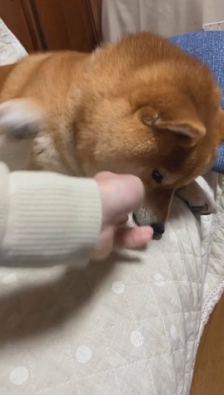 飼い主さんの手に瞬時に反応する