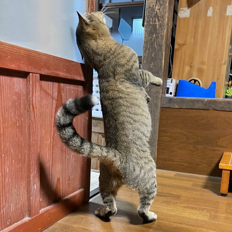 自宅で陽気なステップを踏む猫。その正体は…