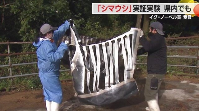 ウシに縞模様をつける作業の1コマ