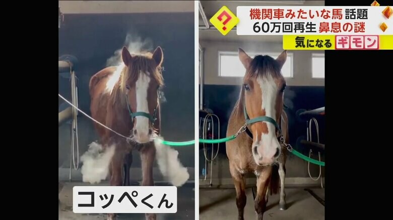 他の馬に比べ、湯気の白さと勢いが違う3歳のオス「コッペくん」