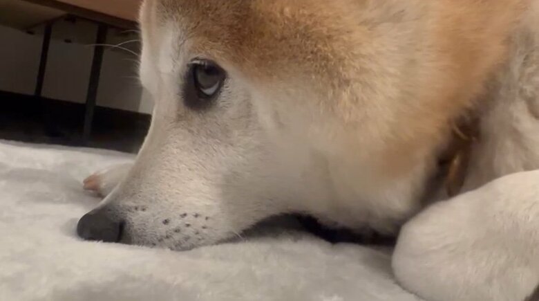 提供：柴犬 sasuke_紗助さん