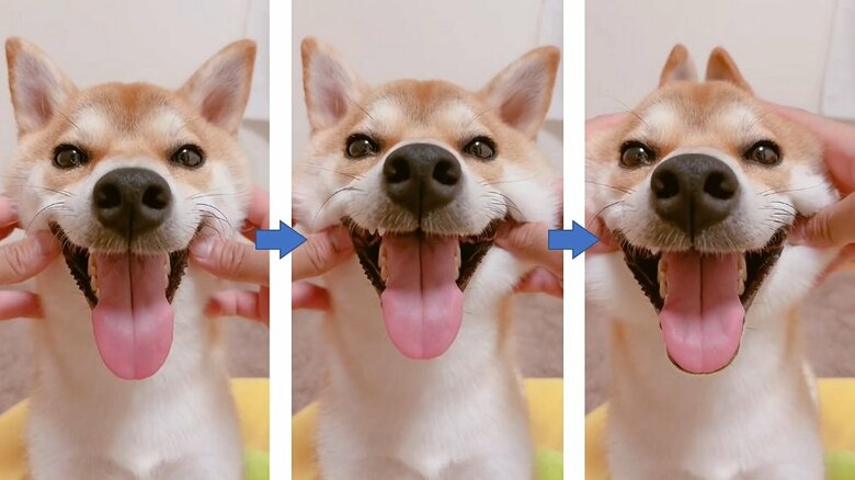 ミントちゃん顔遊び