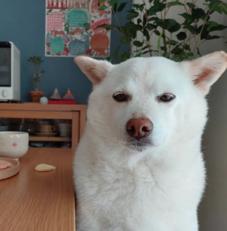 提供： kinako_kinakoさん