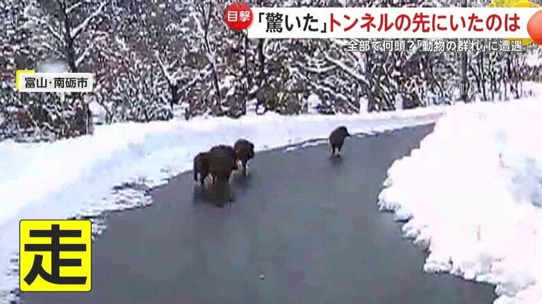 車道を走り始めるイノシシたち（視聴者撮影）