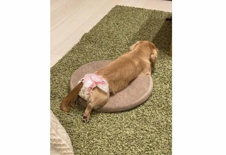 人間のように携帯をいじっている様な姿（提供：___0516.wanさん）