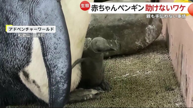 手を必死にパタパタするものの頭に届かない赤ちゃんペンギン