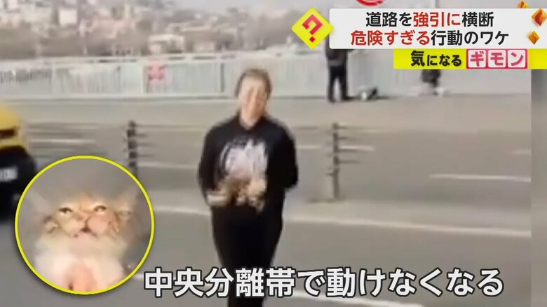 中央分地帯で動けなくなっている子ネコを救出した女性