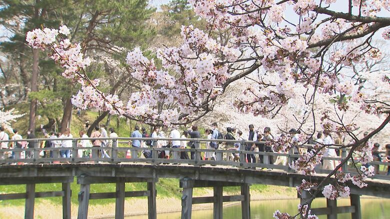 桜が見頃を迎える高田城址公園（新潟県上越市）