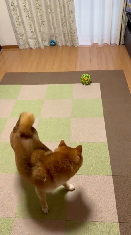 提供：Nerushibaさん