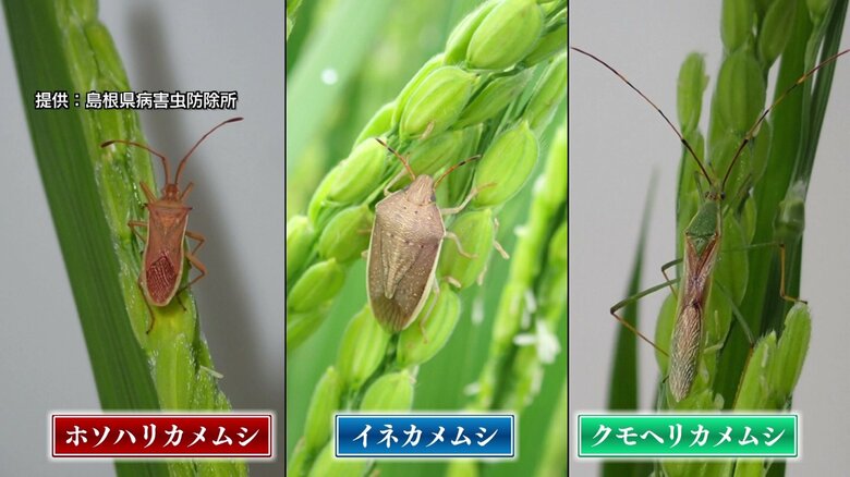 イネに発生するカメムシ