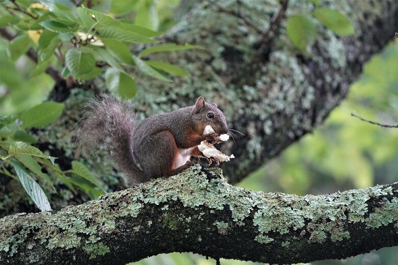 テングタケを咥えて樹上に運び食べる二ホンリス（撮影：五味孝一さん）