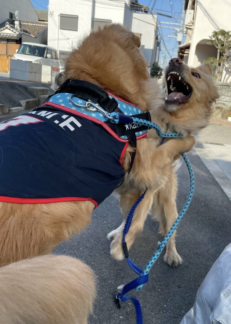 一緒にじゃれあったり