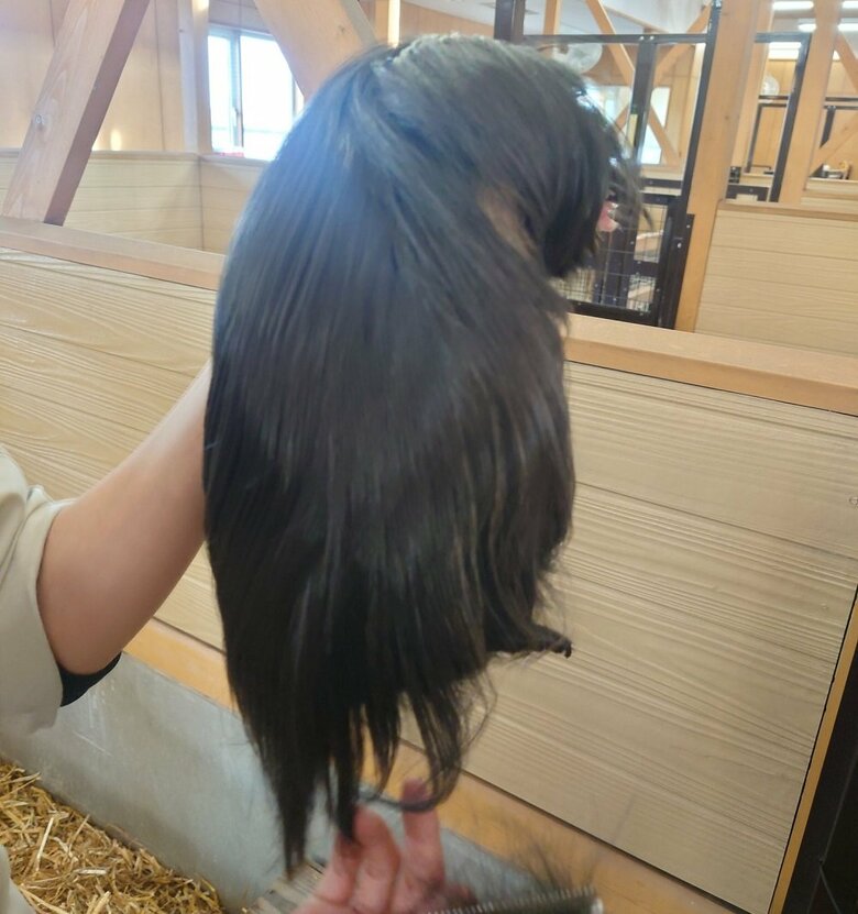 持ち上げられているウィッグに見えるが、右下から小さな足が確認できる（提供：おびひろ動物園）