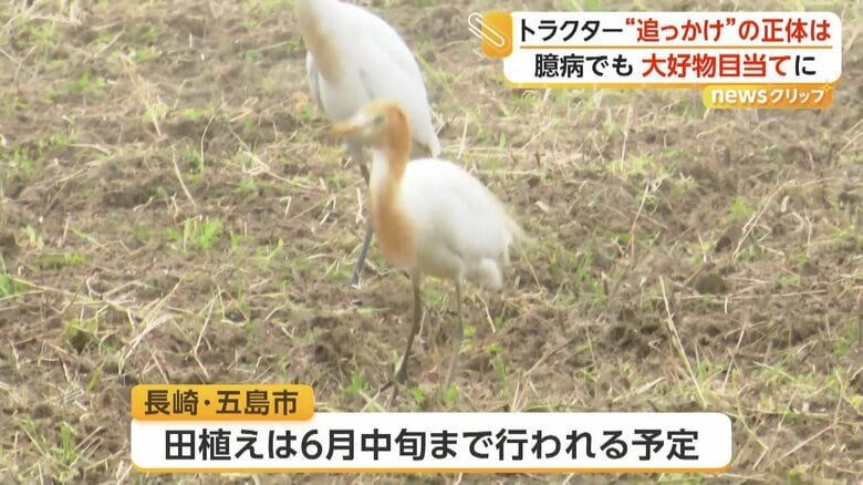 まだしばらく続きそうなシラサギたちの“追っかけ”