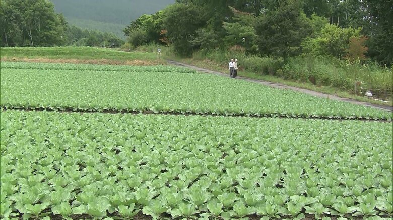 大日向開拓地のキャベツ畑を訪れたご夫妻（長野県・軽井沢町）