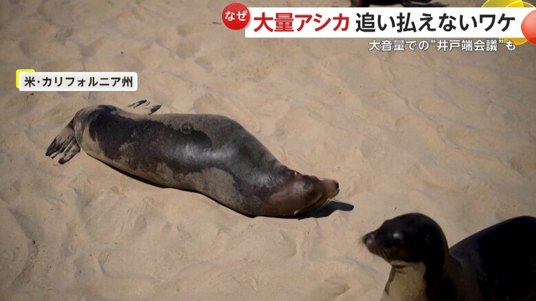 ビーチを占拠するアシカ