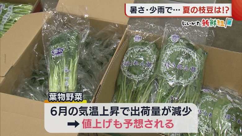 猛暑の影響受ける葉物野菜