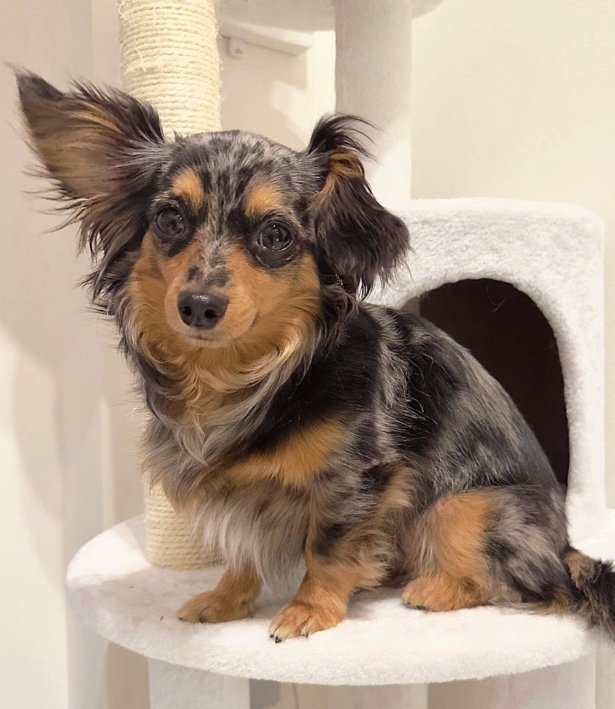 提供：チワックスの諭吉くん。さん