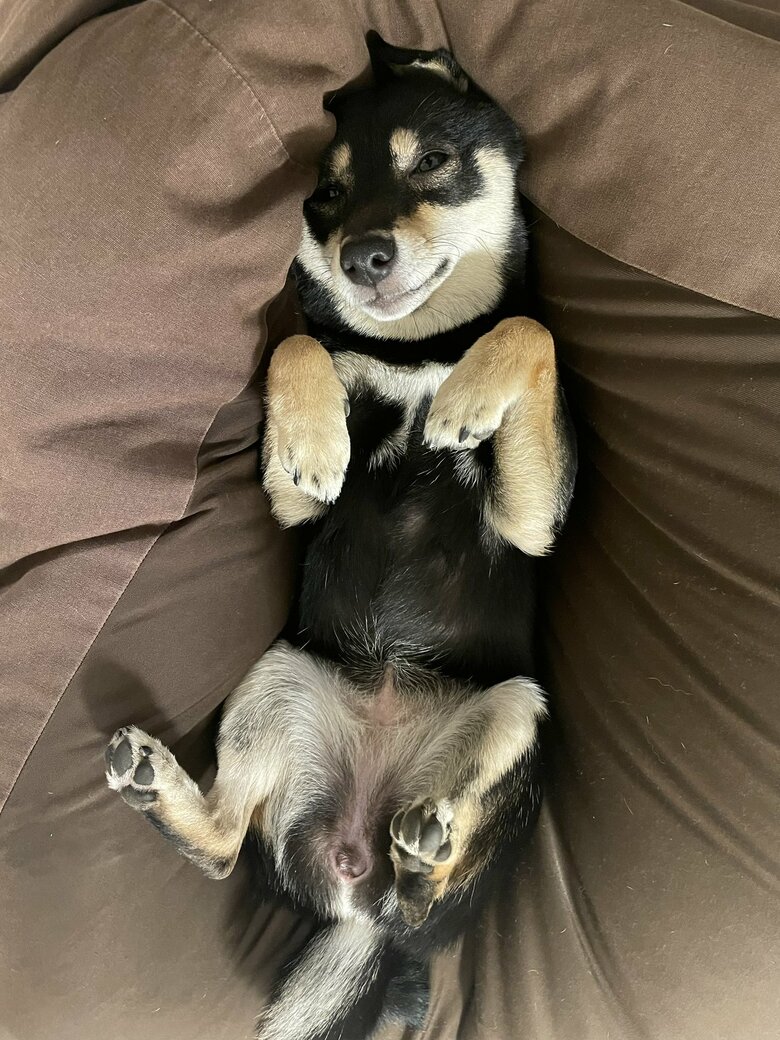 提供：豆柴ごま娘さん