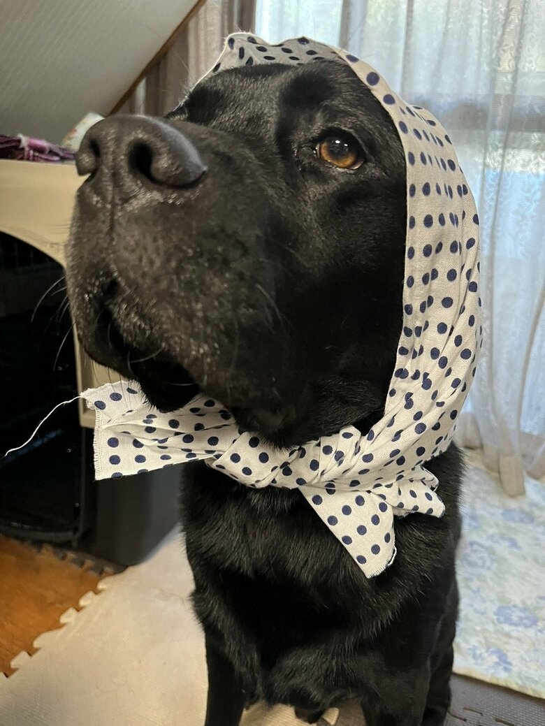 手ぬぐいをかぶる