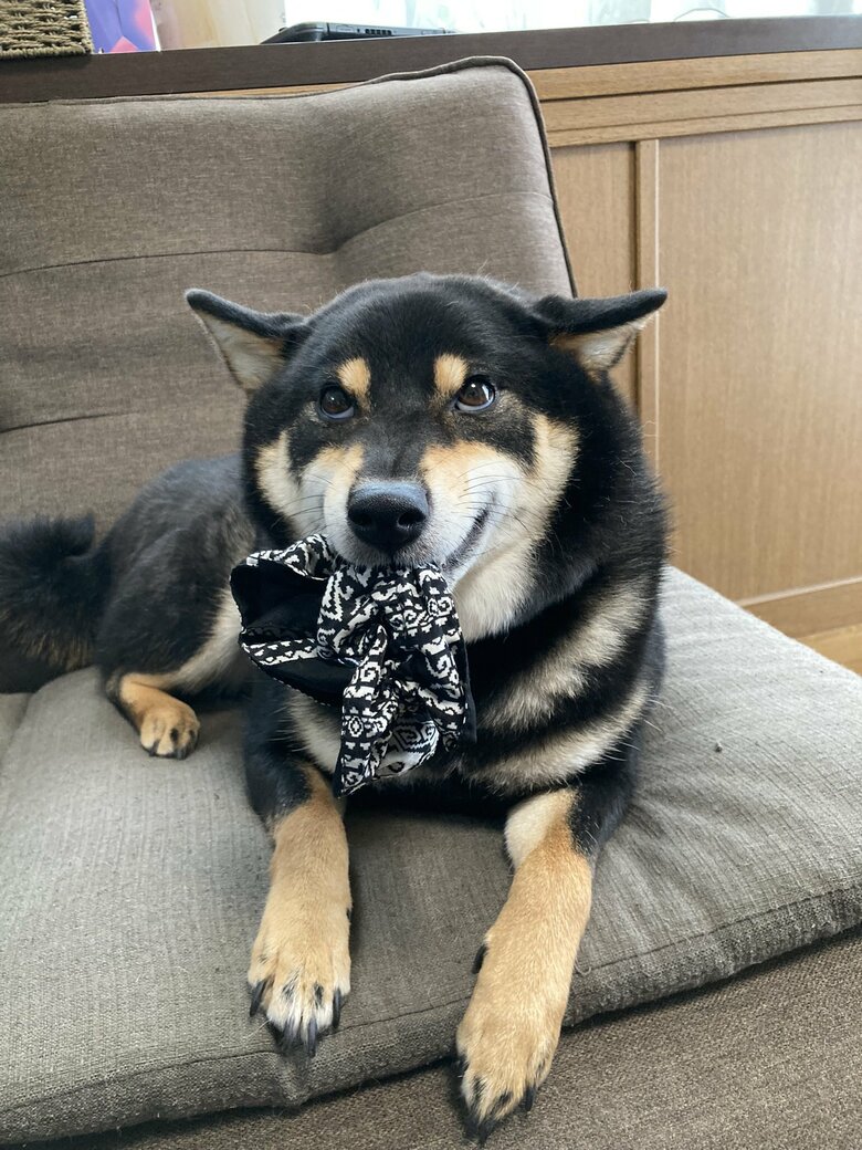 提供：黒柴ぎん@快杜号さん