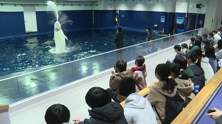 バックヤードからシロイルカのパフォーマンスを見学