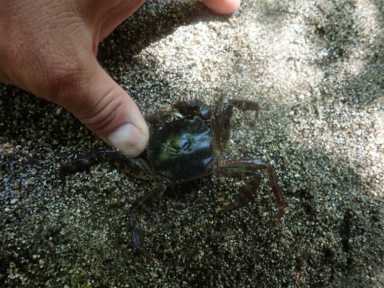 宿主のモクズガニ（山太郎ガニ）捕獲時（提供：上野大輔准教授）