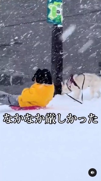 提供：ハスキーいちみちゃんと田舎暮らしさん