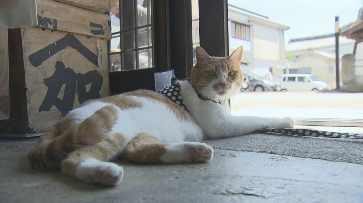 ねこ店長」のおもてなし好評 なでて触れ合い…御開帳でにぎわう善光寺