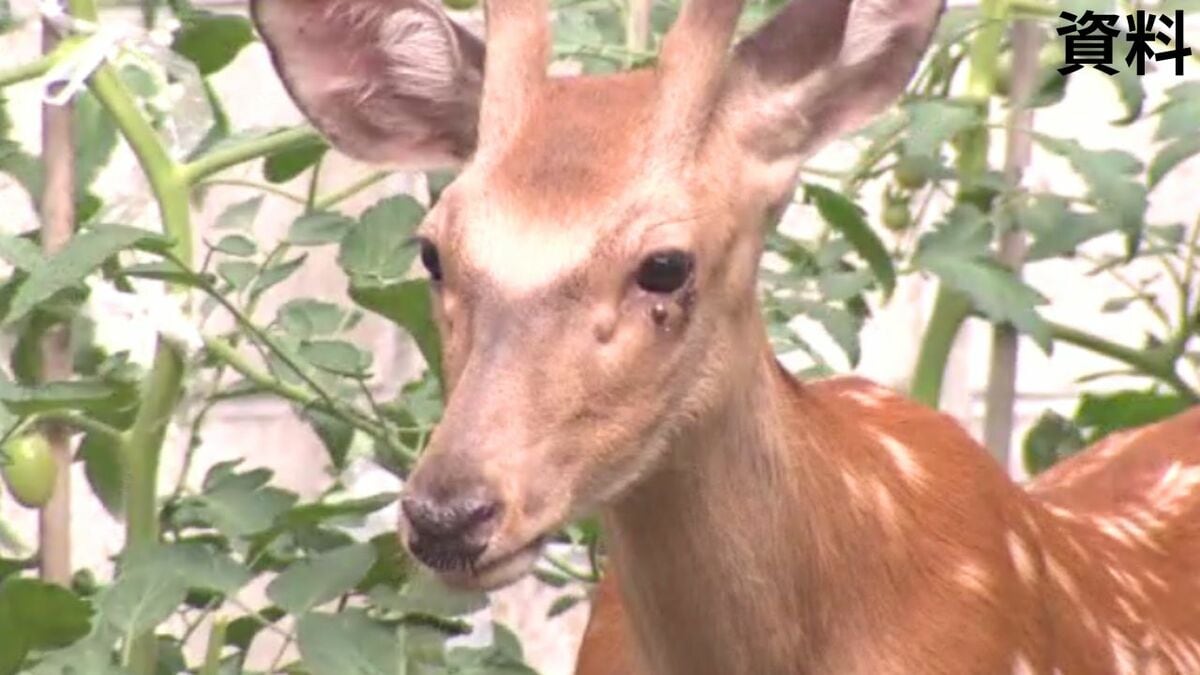 鹿の角」で刺され男性死亡か 田んぼで胸に刺し傷のある男性を発見 現場