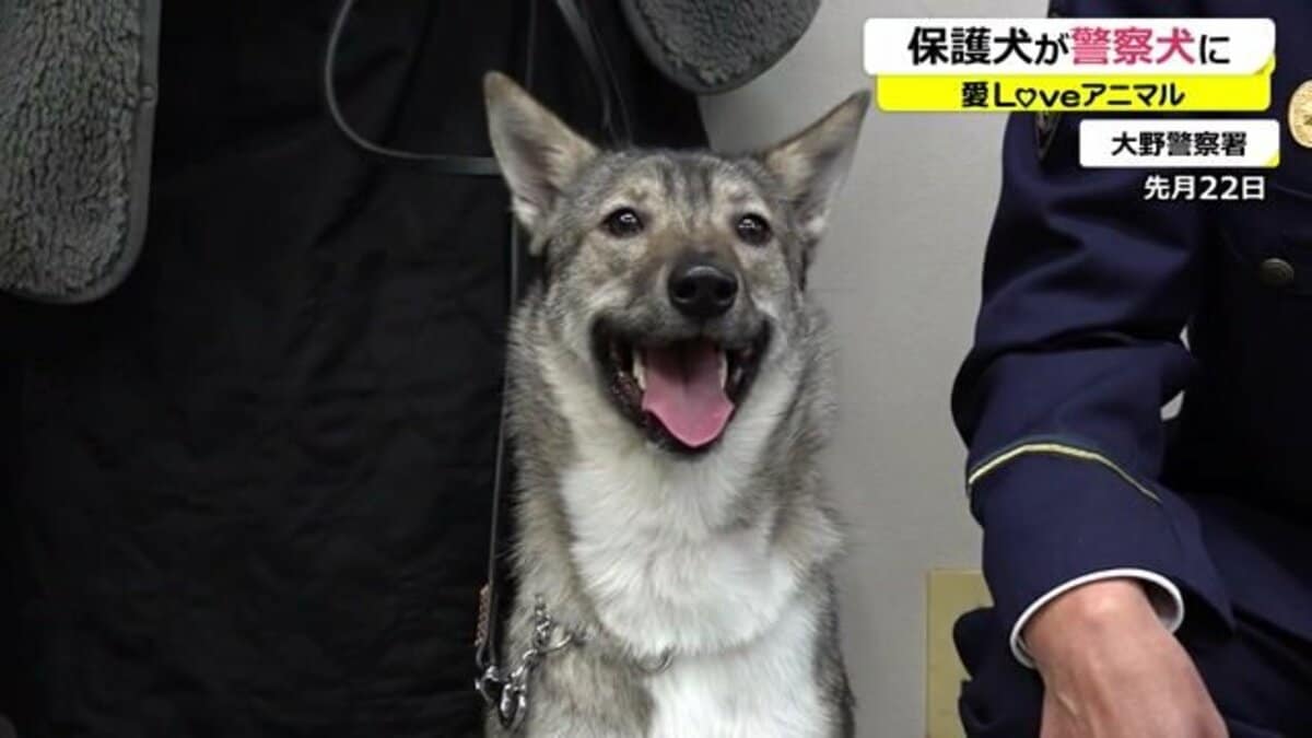 雑種で県内初の警察協力犬に 「多頭飼育崩壊」から保護…強く