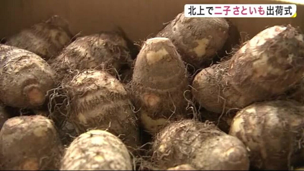 二子さといも初出荷 とろける食感や粘り強さが特徴 岩手 北上市 Fnnプライムオンライン