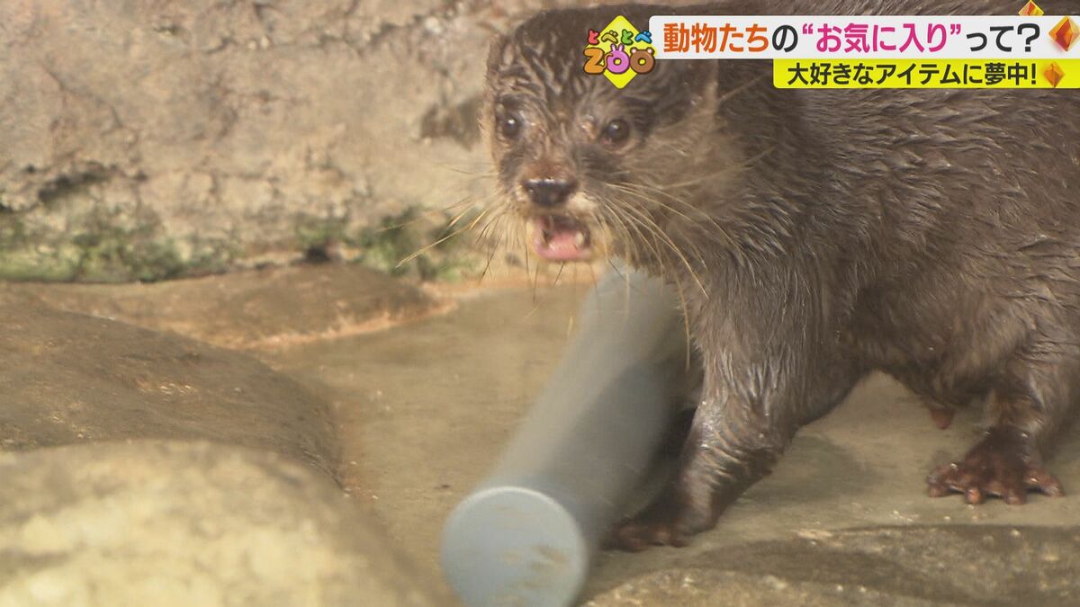 マッサージに浮き輪…動物たちの“お気に入り” 夢中になる姿にメロメロ【愛媛発】|FNNプライムオンライン マッサージに浮き輪…動物たちの“お気に入り” 夢中になる姿にメロメロ【愛媛発】|FNNプライムオンライン