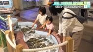 若狭の海や湖…見て触って楽しむ水族館　三方五湖の淡水魚や生態を脅かす外来種まで　魚に餌やり、貝殻を使ったクラフト体験も