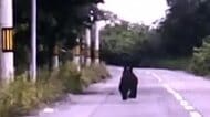 【ヒグマ速報】道路を走る体長1ｍくらいのクマを撮影〈北海道新ひだか町〉