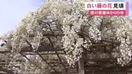 家康ゆかりの寺…愛知県岡崎市の松應寺で“白い藤の花”が満開 空襲で焼け野原になった境内に当時の住職が植える