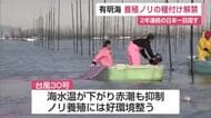 有明海にノリの季節到来！ 養殖ノリの種付け解禁され一斉に網の張り込み　今季も日本一へ【佐賀県】