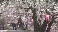 出雲街道の宿場町彩る約５０本の桜…真庭市美甘地区「美甘宿場桜」もうすぐ満開に【岡山】