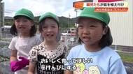 おいしくなーれ！「金次郎畑」で園児が芋けんぴ用の紫イモの苗植え体験【高知・日高村】