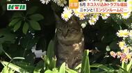 車のエンジンルームにネコ　6月はネコ入り込みトラブルに注意　