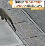 「イヌとかネコじゃない」住宅街に現れたハクビシン　屋根裏から侵入…空き家増加で住み着く恐れ　感染症リスクも　宮城・仙台市