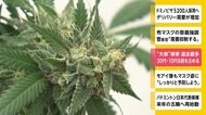 “大麻”検挙 過去最多 20代・10代 6割を占める