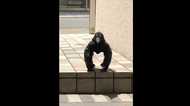 カラスの“不思議な体勢”動画が話題…足が隠れてるとしてもこんなに長い?専門家に聞いてみた