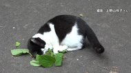 マタタビまさかの新発見 ネコが大好きな理由が判明