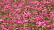 「まさにルビー」 箕輪で『赤ソバ』の花が見ごろ 地元有志が手入れ 品種名は「高嶺ルビー」